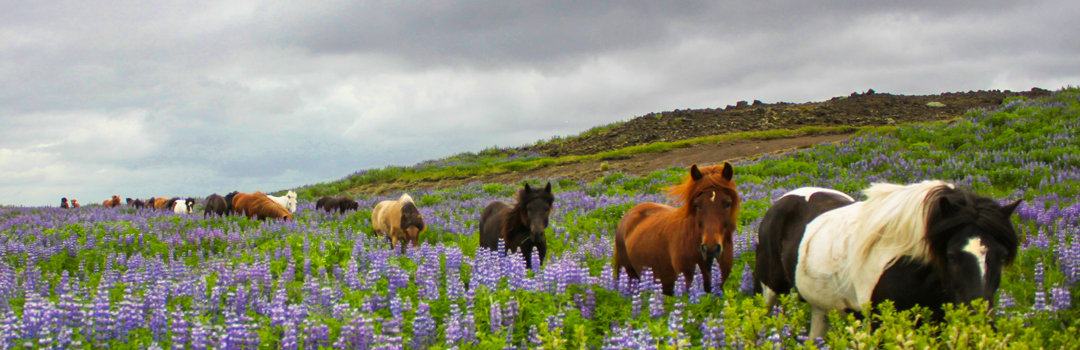 Icelandic horses