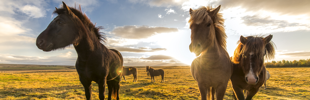 Islandshästar, Island.