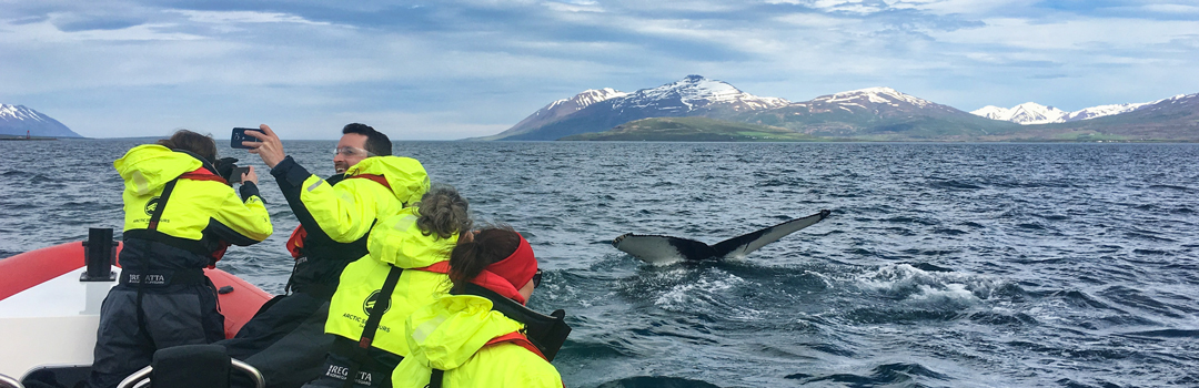Rib boat whale watching, Iceland.