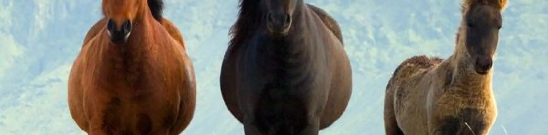 Ved bjergenes fod (08:00/8 t/5 t ridn.) (C01)