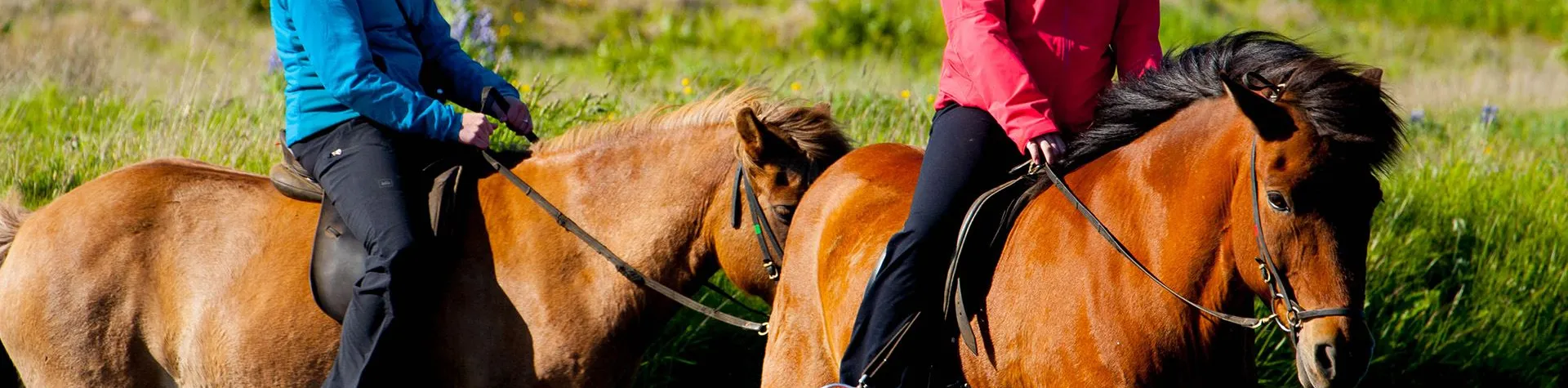 Ridning & Hvalsafari (08:00/8 t/1,5 t ridning) (C12)