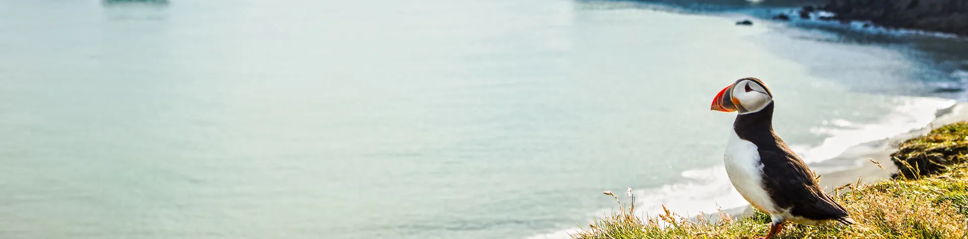 Ugerejser til Island