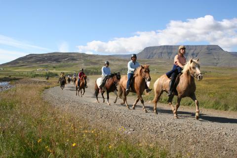 ridning,islandske heste , island