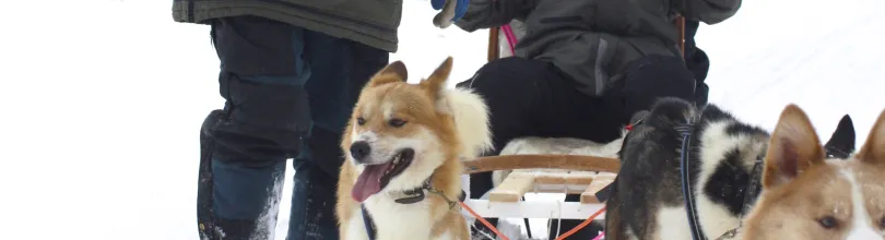 Hundeslæde