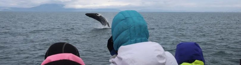 whale watching