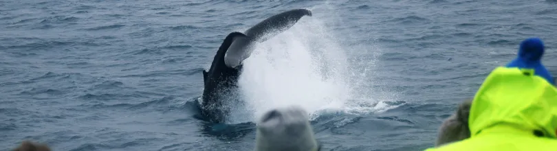 Whale