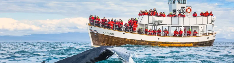 Hvalsafari i Húsavík.