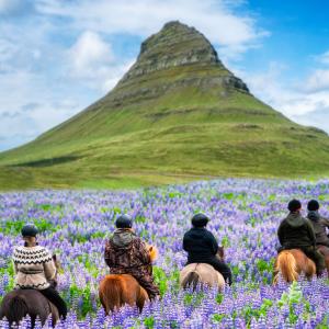 Grupptur på Islandshästar